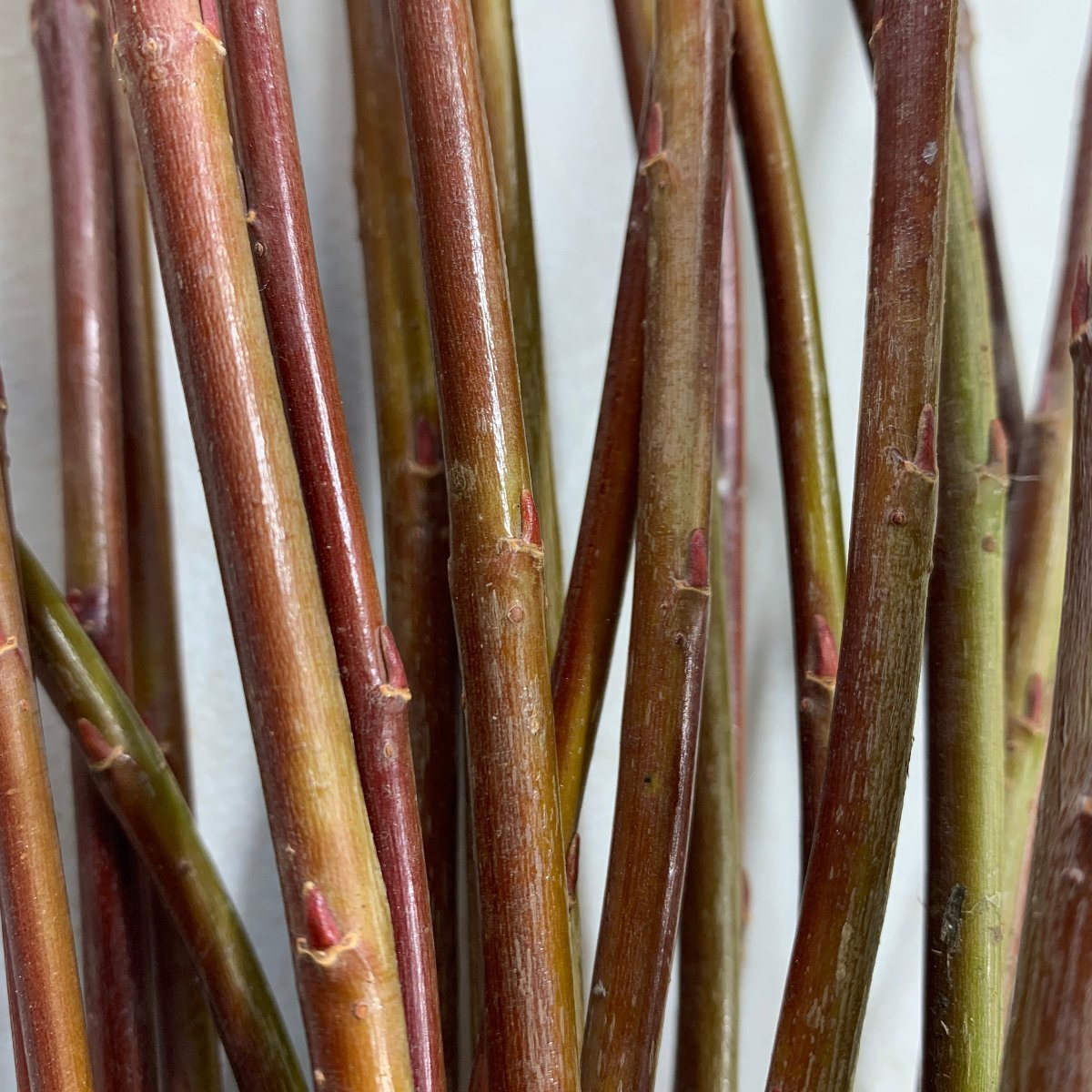 Oka Willow Cutting - Dingdong's Garden