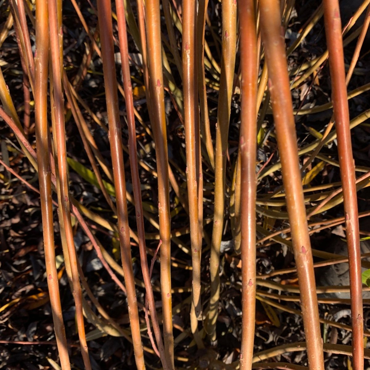 Oka Willow Cutting - Dingdong's Garden