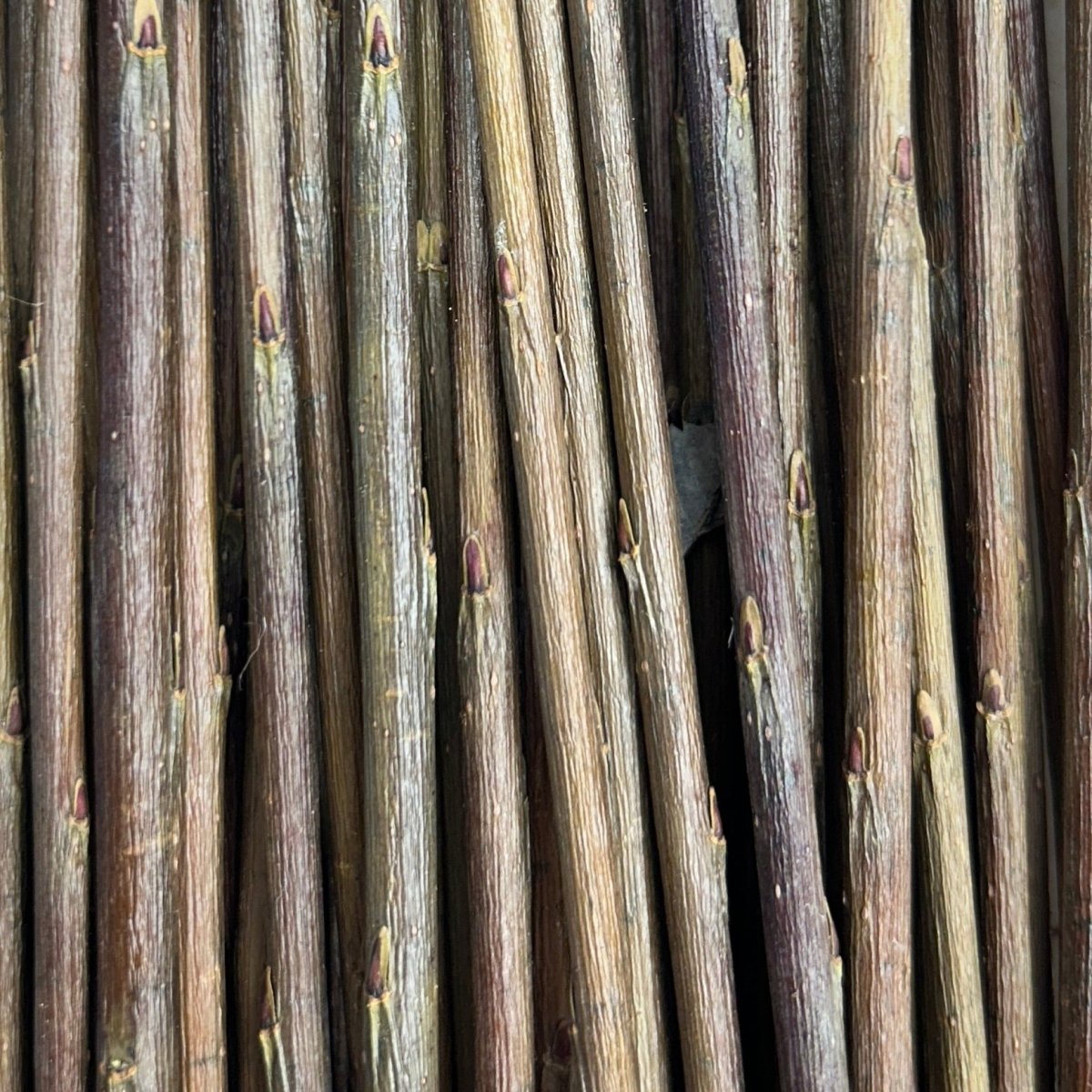 Oka Willow Cutting - Dingdong's Garden