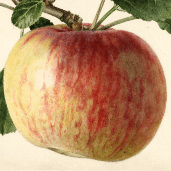 Oldenburg Apple 4x6 Decorative Card - Dingdong's Garden