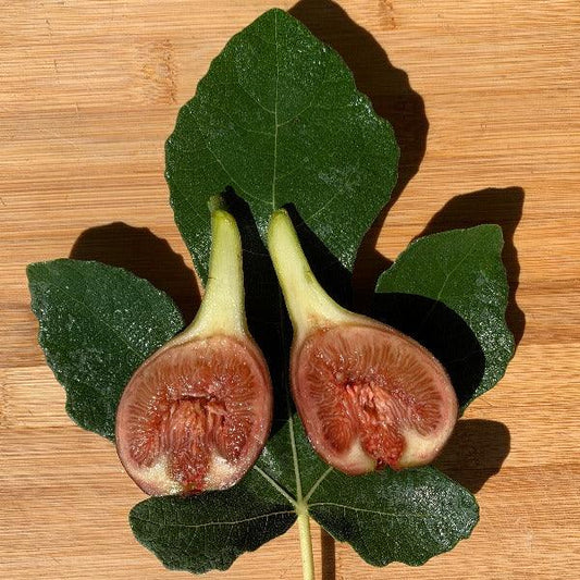 Olympian Fig Cutting - Dingdong's Garden