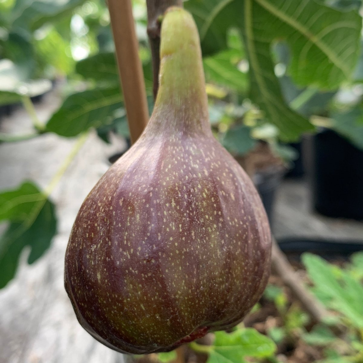 Olympian Fig Cutting - Dingdong's Garden