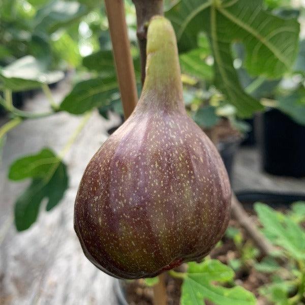 Olympian Fig Cutting - Dingdong's Garden