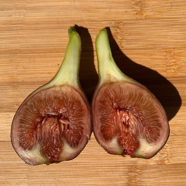 Olympian Fig Cutting - Dingdong's Garden