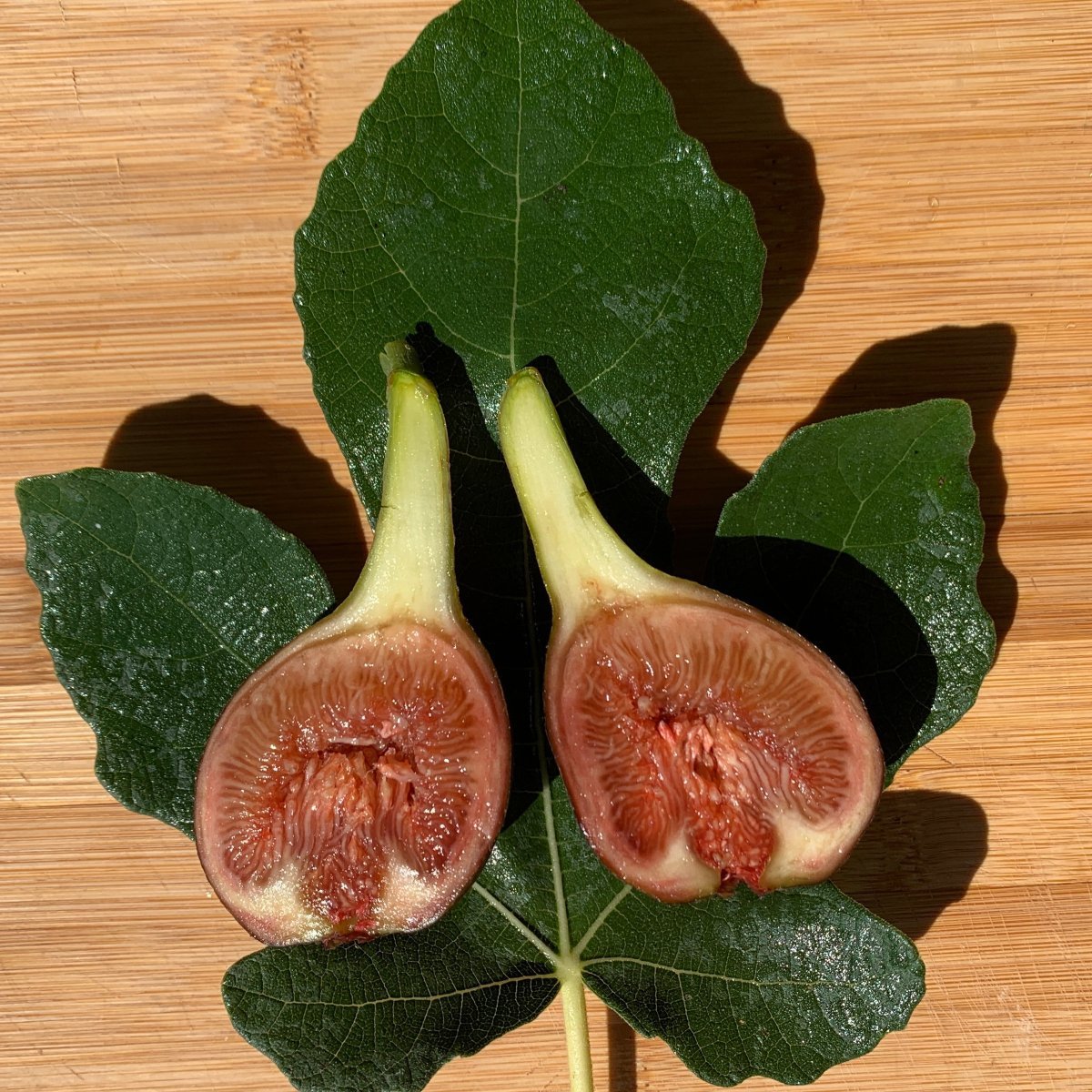 Olympian Fig Cutting - Dingdong's Garden