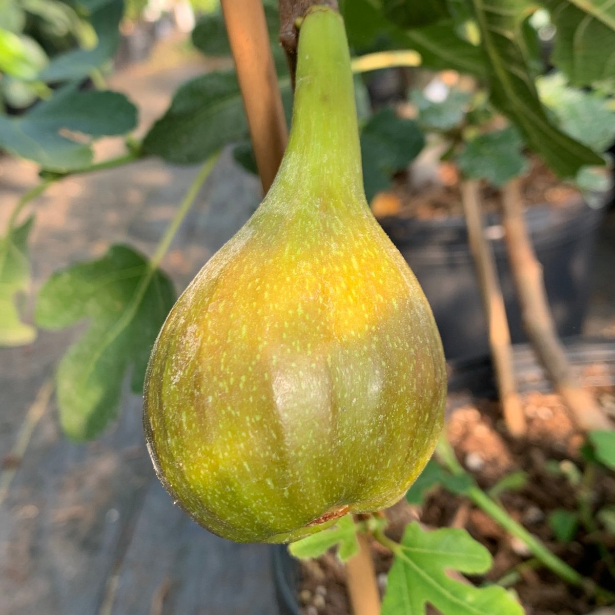 Olympian Fig Cutting - Dingdong's Garden