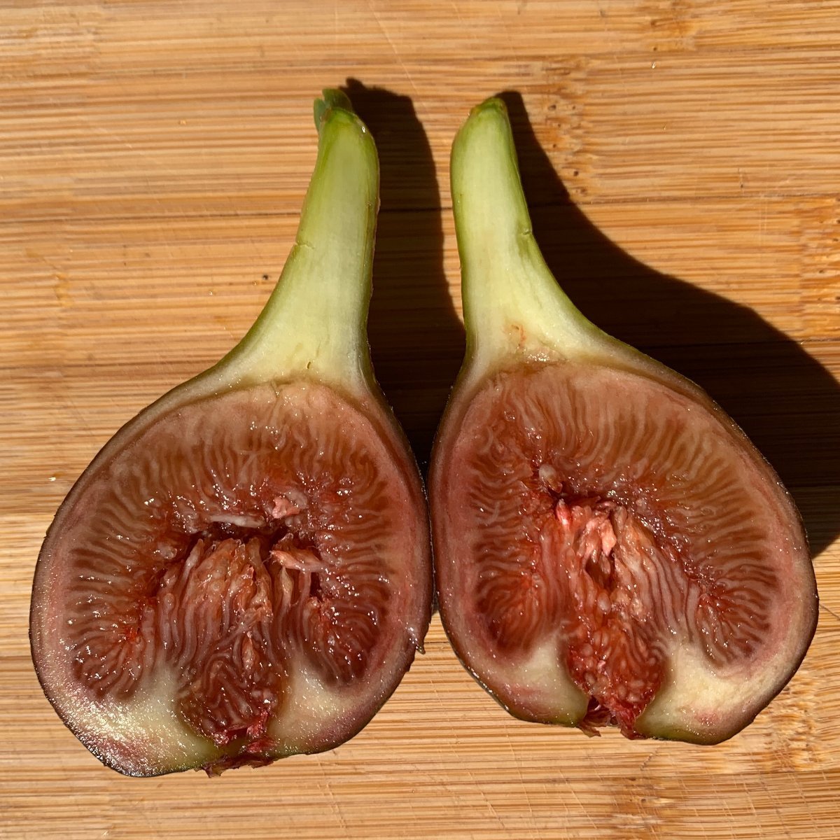 Olympian Fig Cutting - Dingdong's Garden