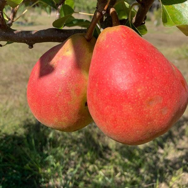 Orcas Pear Scionwood