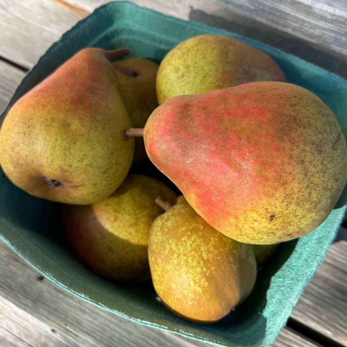 Orcas Pear Scionwood - Dingdong's Garden