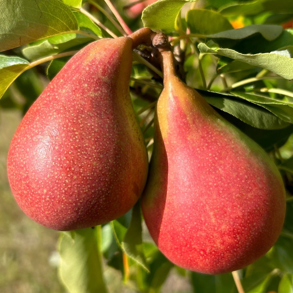 Orcas Pear Scionwood - Dingdong's Garden