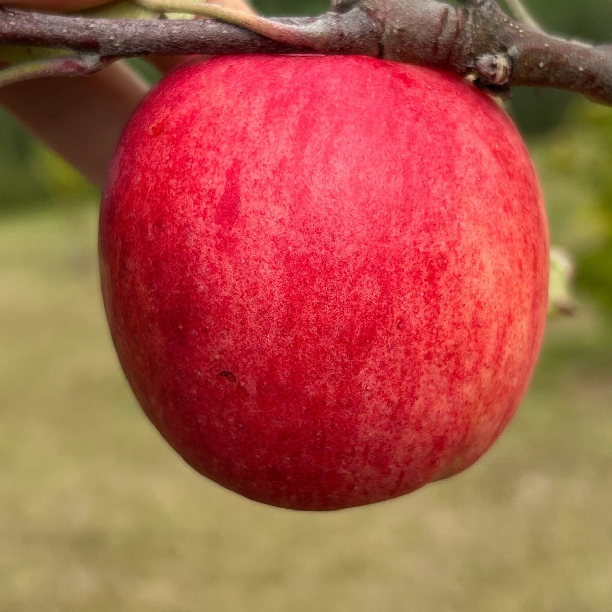 Oriole Apple Scionwood - Dingdong's Garden