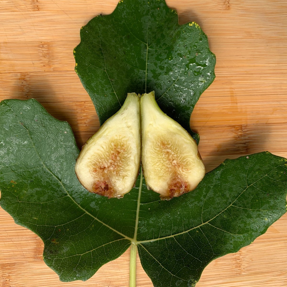 Osborne Prolific Fig Cutting - Dingdong's Garden