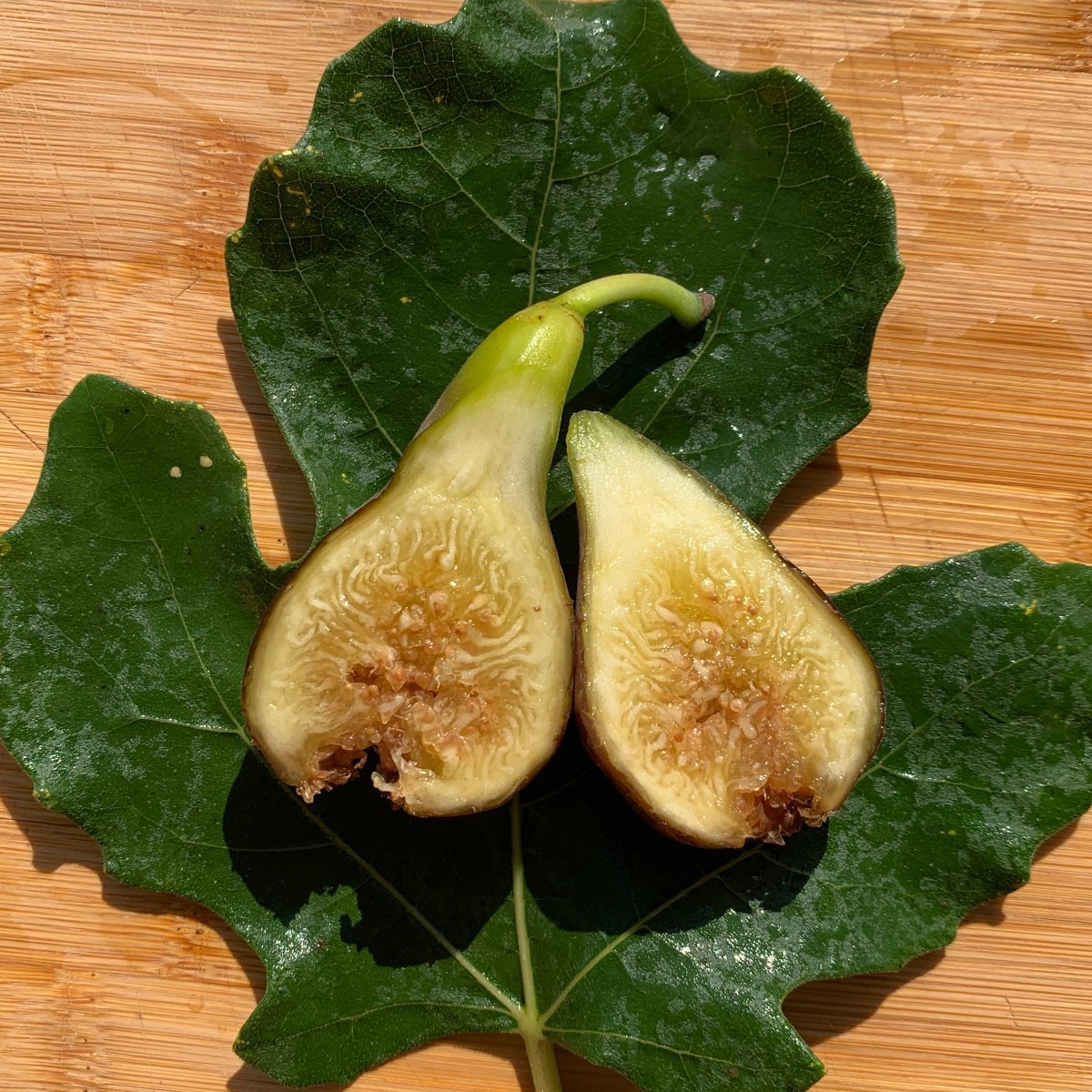 Osborne Prolific Fig Cutting - Dingdong's Garden