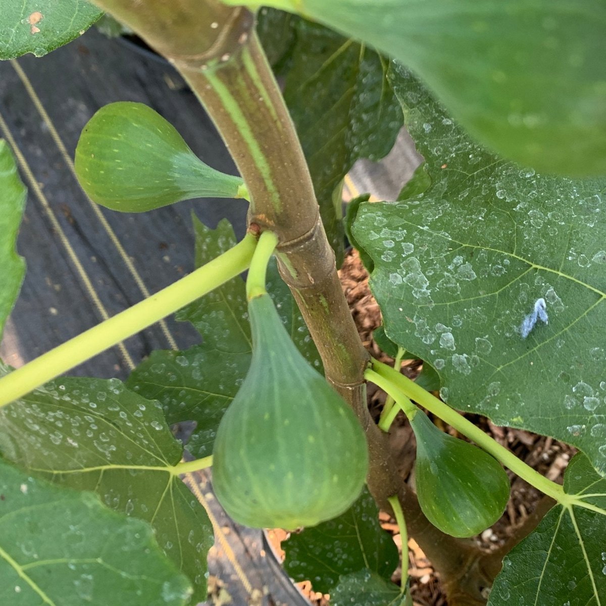 Osborne Prolific Fig Cutting - Dingdong's Garden