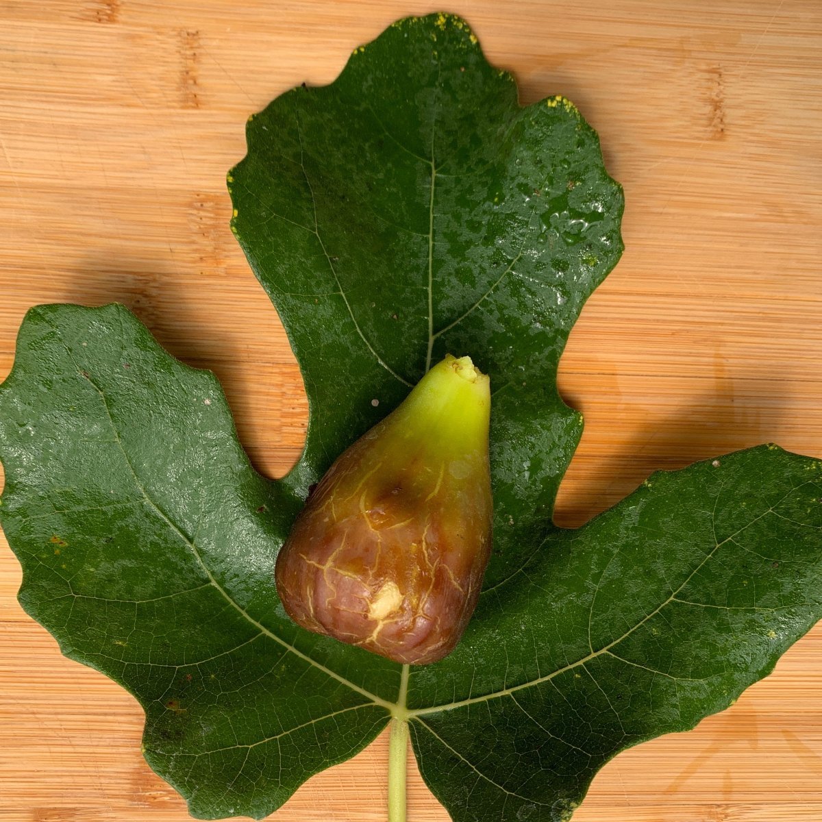 Osborne Prolific Fig Cutting - Dingdong's Garden