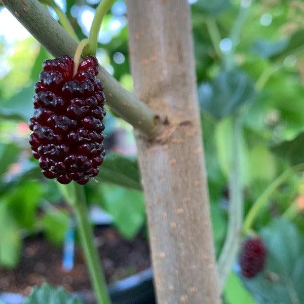 Oscar Mulberry Cutting - Dingdong's Garden