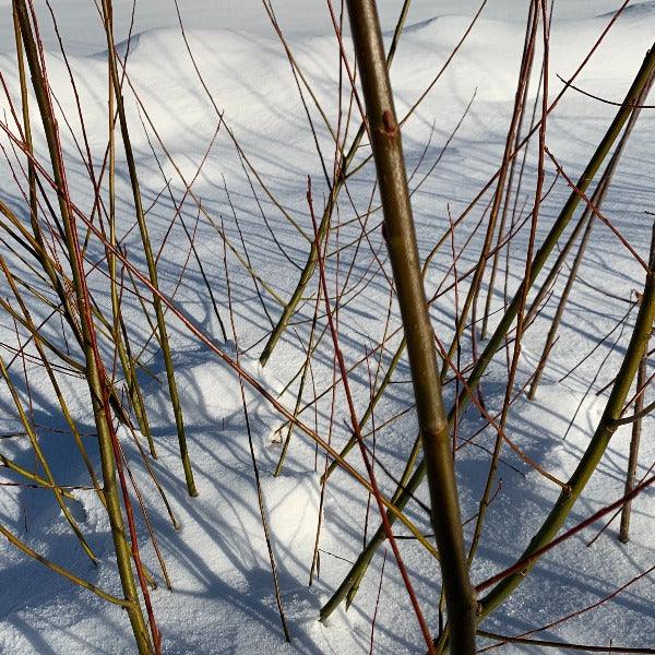 Pacific, Shining, Red, Whiplash Willow Cutting - Dingdong's Garden