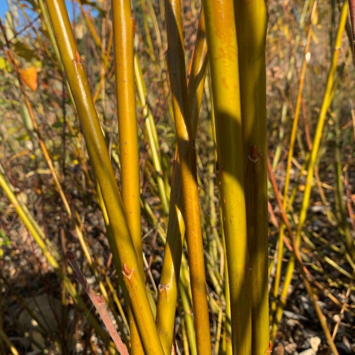 Pacific, Shining, Red, Whiplash Willow Cutting - Dingdong's Garden