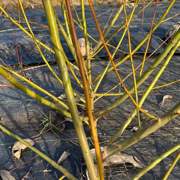 Pacific, Shining, Red, Whiplash Willow Cutting - Dingdong's Garden