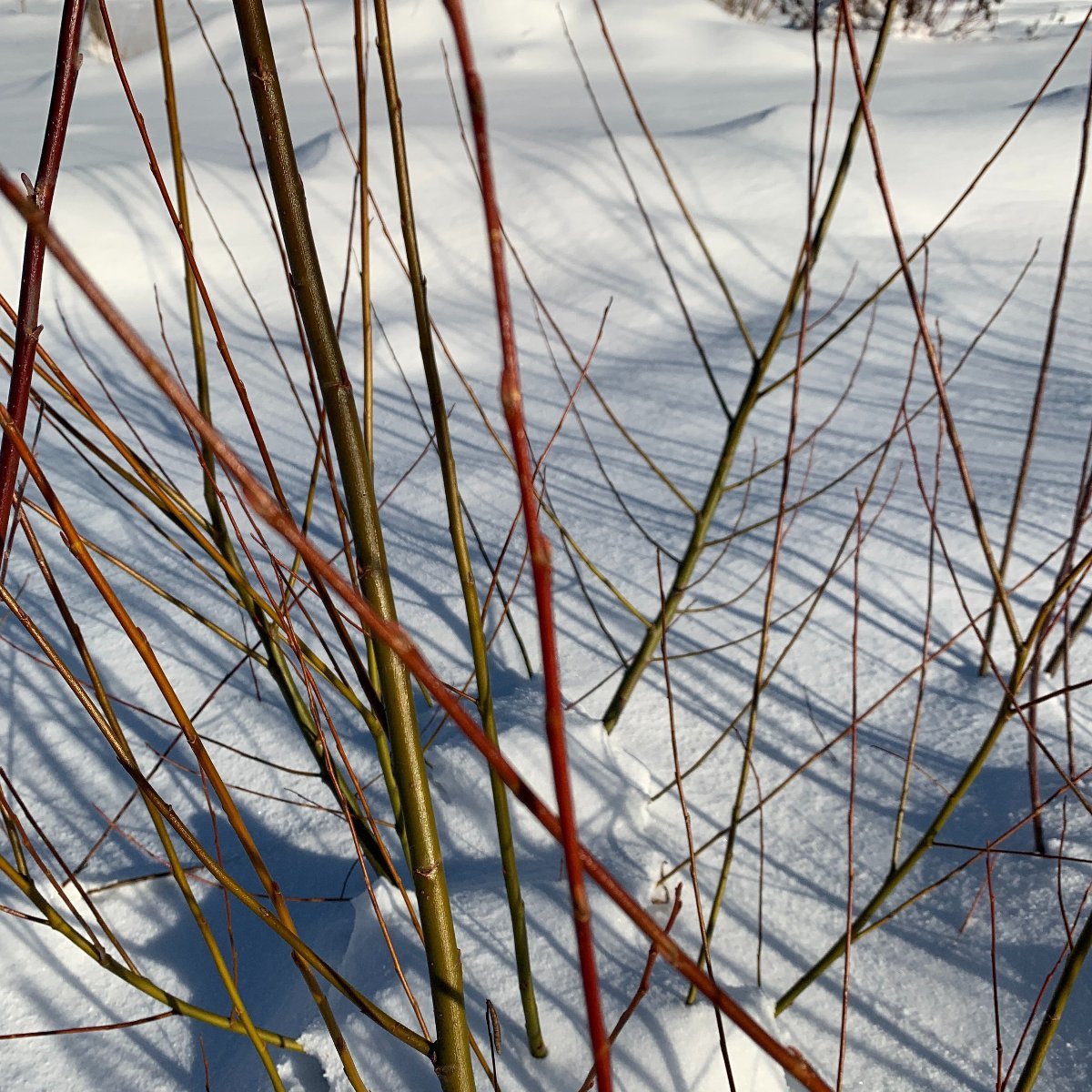 Pacific, Shining, Red, Whiplash Willow Cutting - Dingdong's Garden