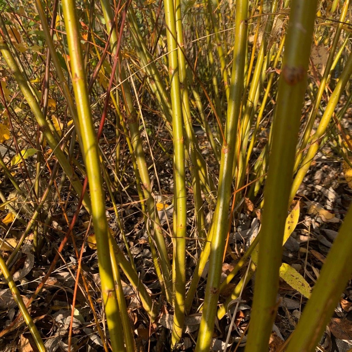 Pacific, Shining, Red, Whiplash Willow Cutting - Dingdong's Garden