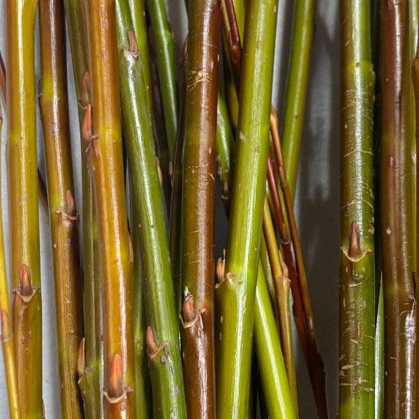 Pacific, Shining, Red, Whiplash Willow Cutting - Dingdong's Garden