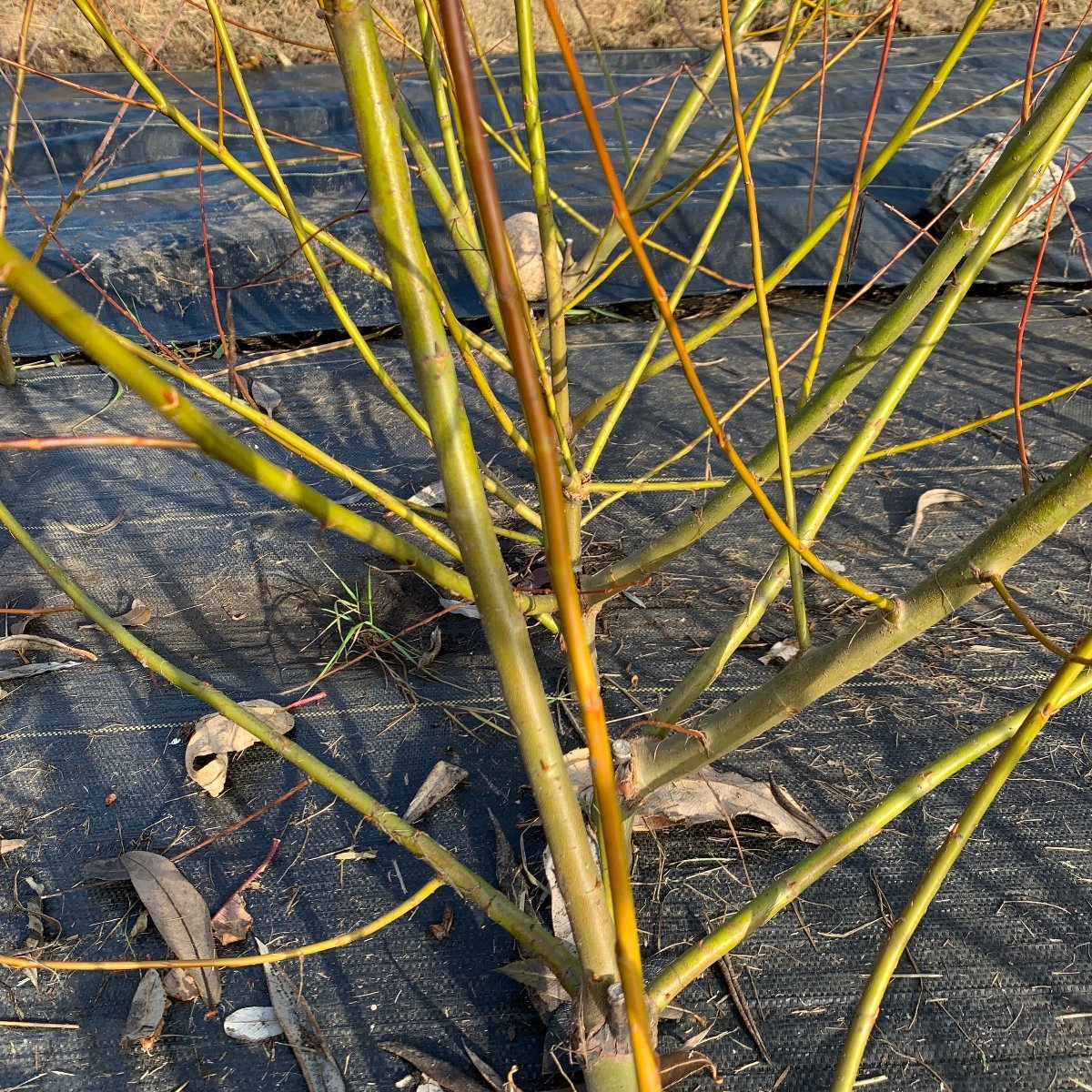 Pacific, Shining, Red, Whiplash Willow Cutting - Dingdong's Garden