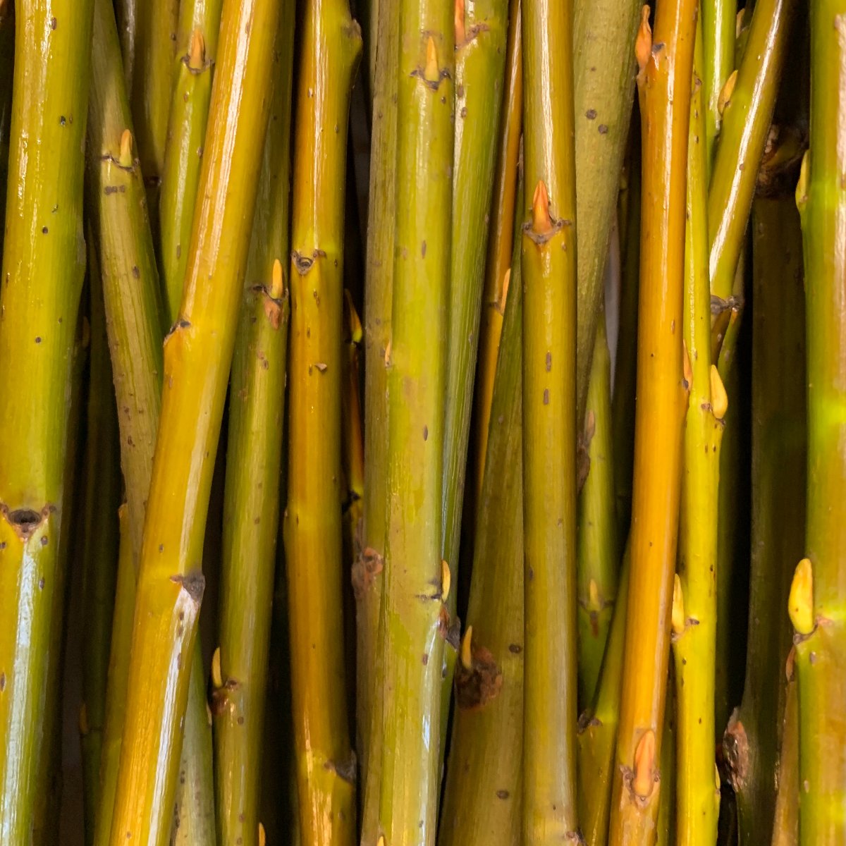 Pacific, Shining, Red, Whiplash Willow Cutting