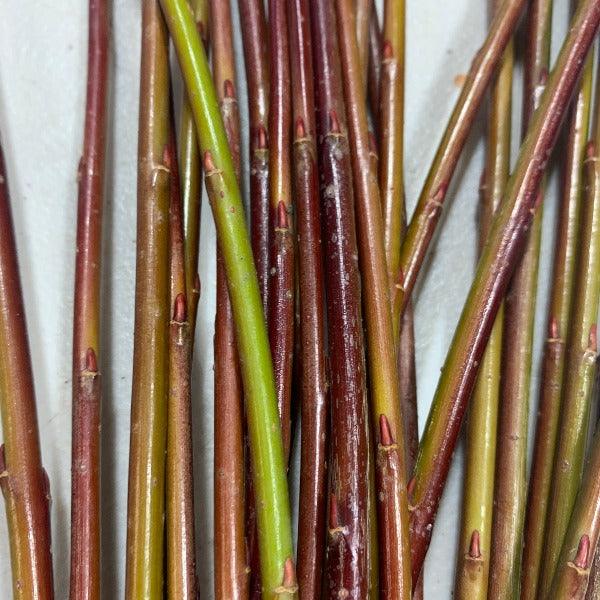 Packing Twine Willow Cutting - Dingdong's Garden