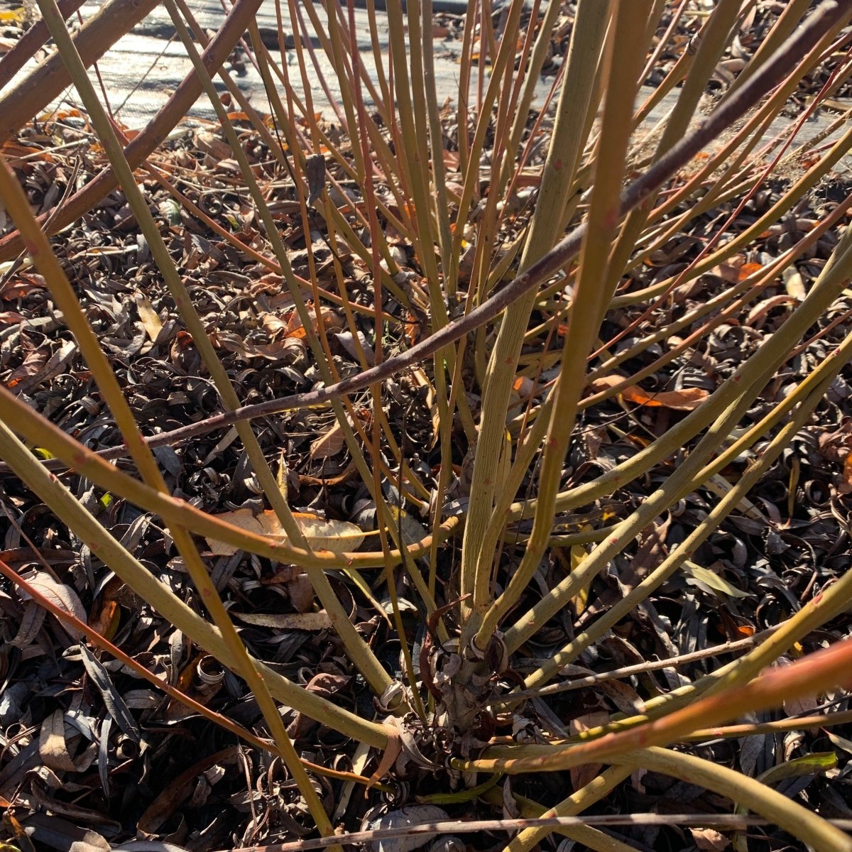 Packing Twine Willow Cutting - Dingdong's Garden