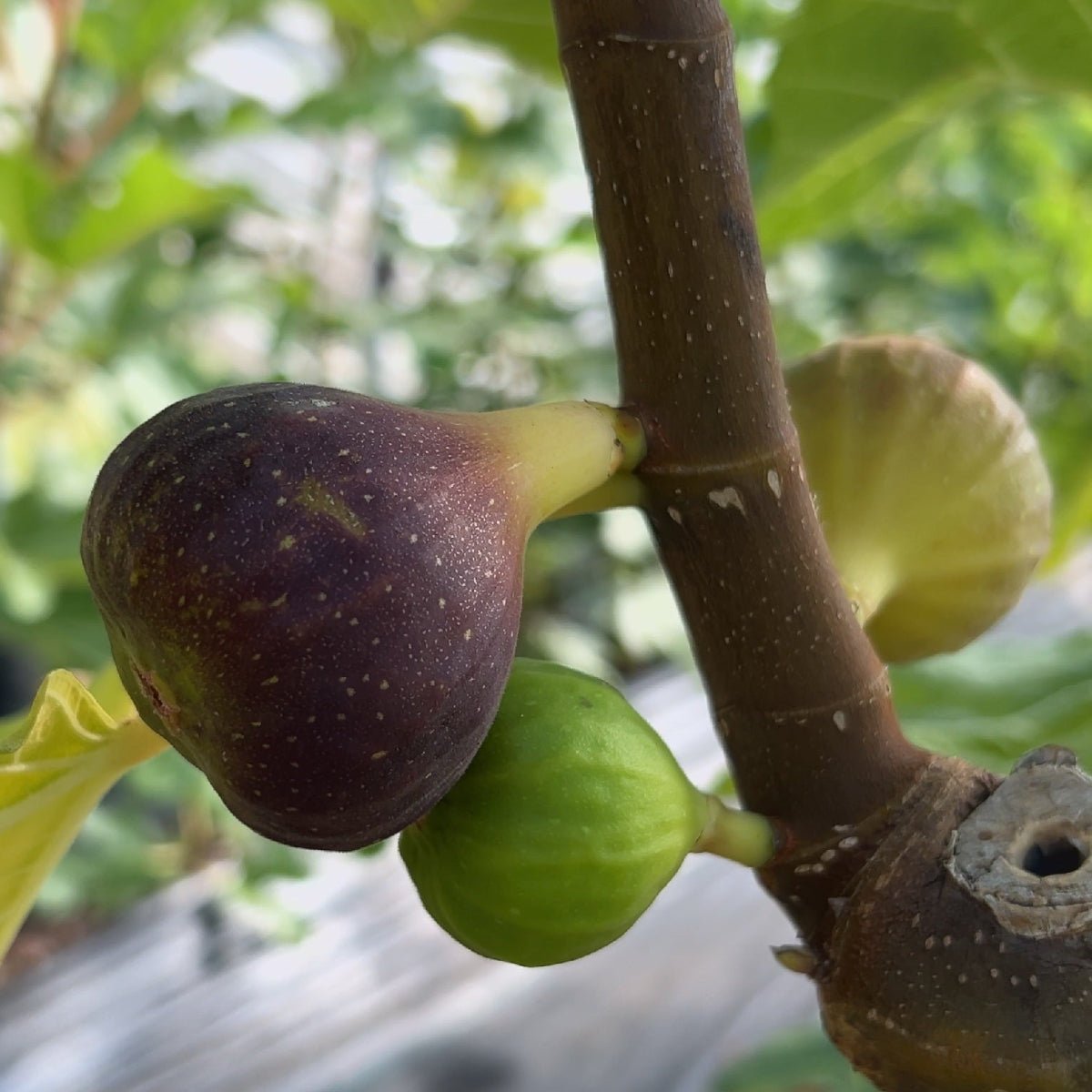 Palermo Red Fig Cutting - Dingdong's Garden
