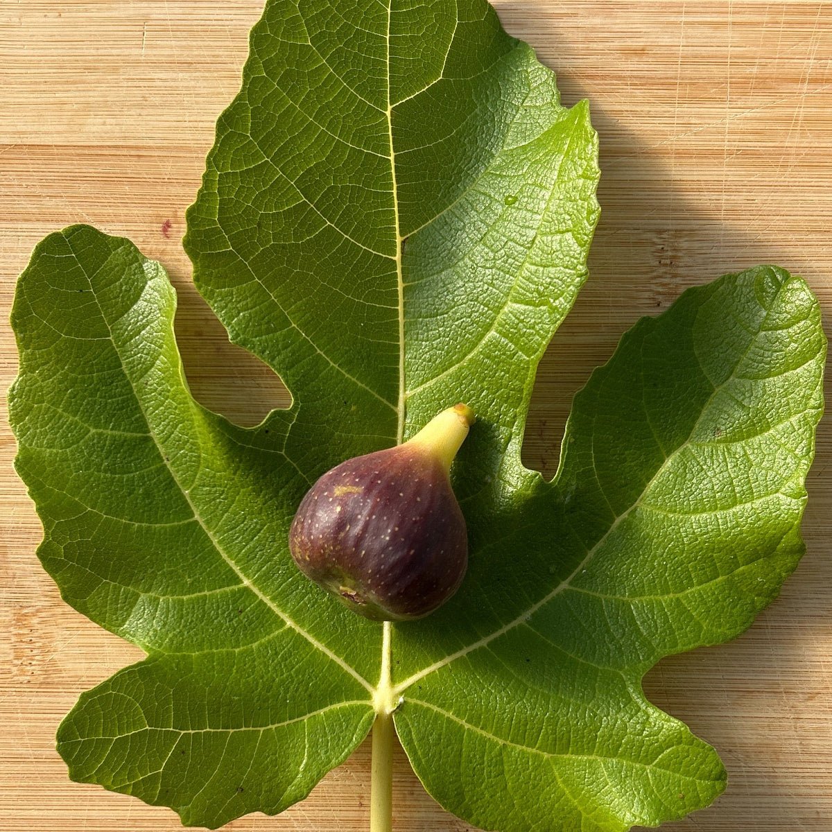 Palermo Red Fig Cutting - Dingdong's Garden