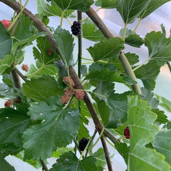 Pandora's Box Weeping Mulberry Cutting - Dingdong's Garden