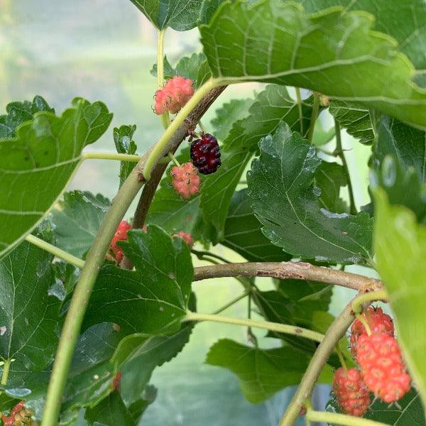 Pandora's Box Weeping Mulberry Cutting - Dingdong's Garden