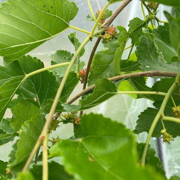 Pandora's Box Weeping Mulberry Cutting - Dingdong's Garden