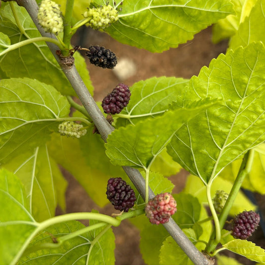 Paradise Mulberry Cutting - Dingdong's Garden