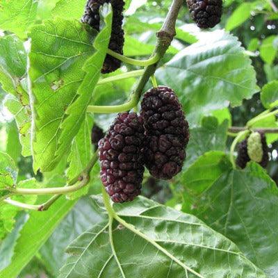 Paradise Mulberry Cutting - Dingdong's Garden