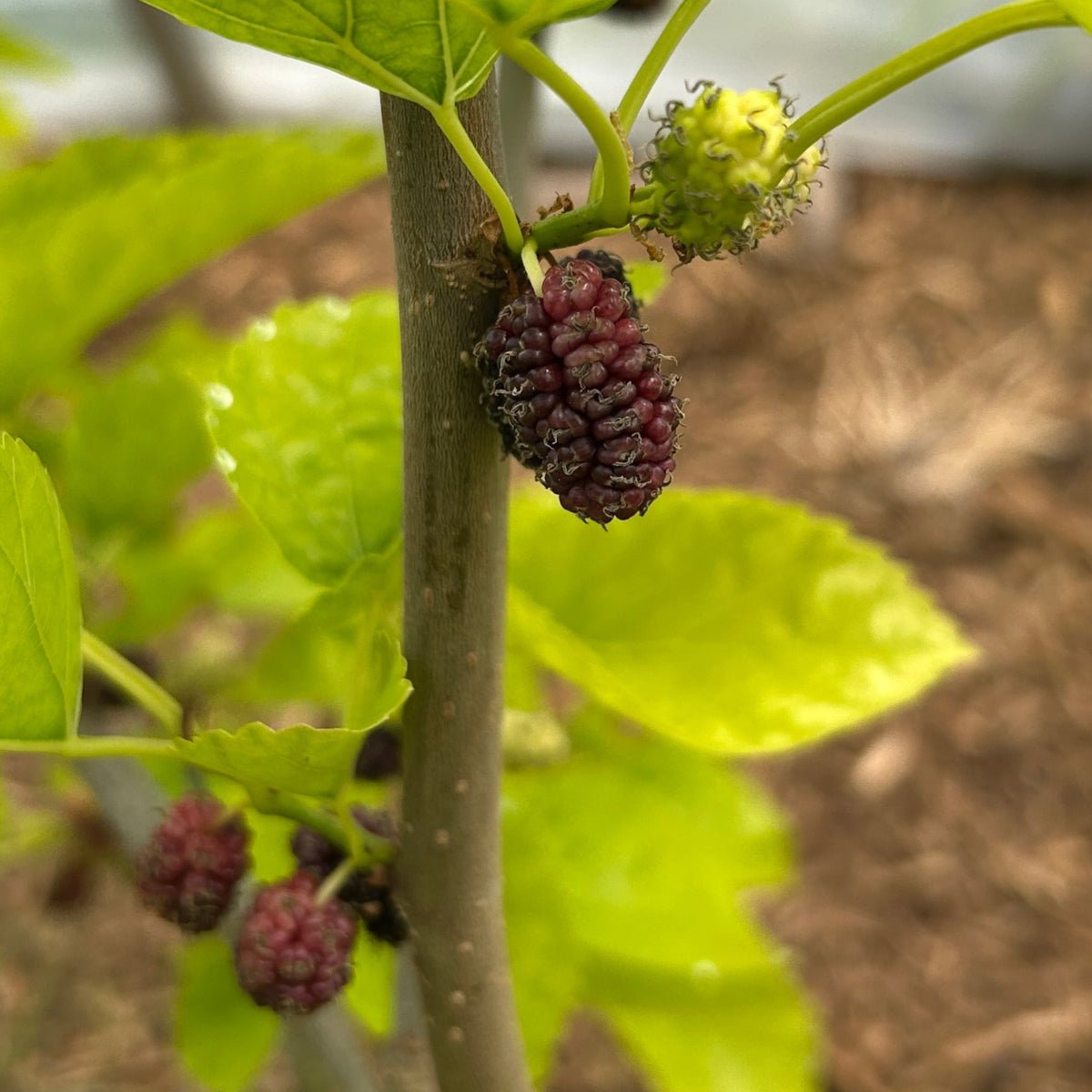 Paradise Mulberry Cutting - Dingdong's Garden