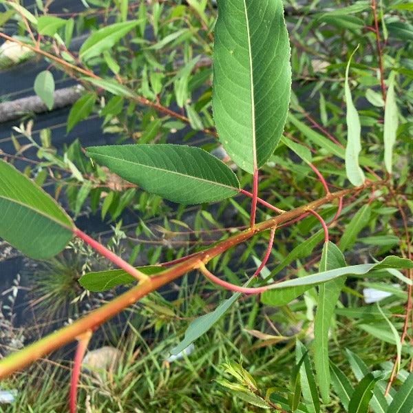 Peach Leaf Willow Cutting - Dingdong's Garden