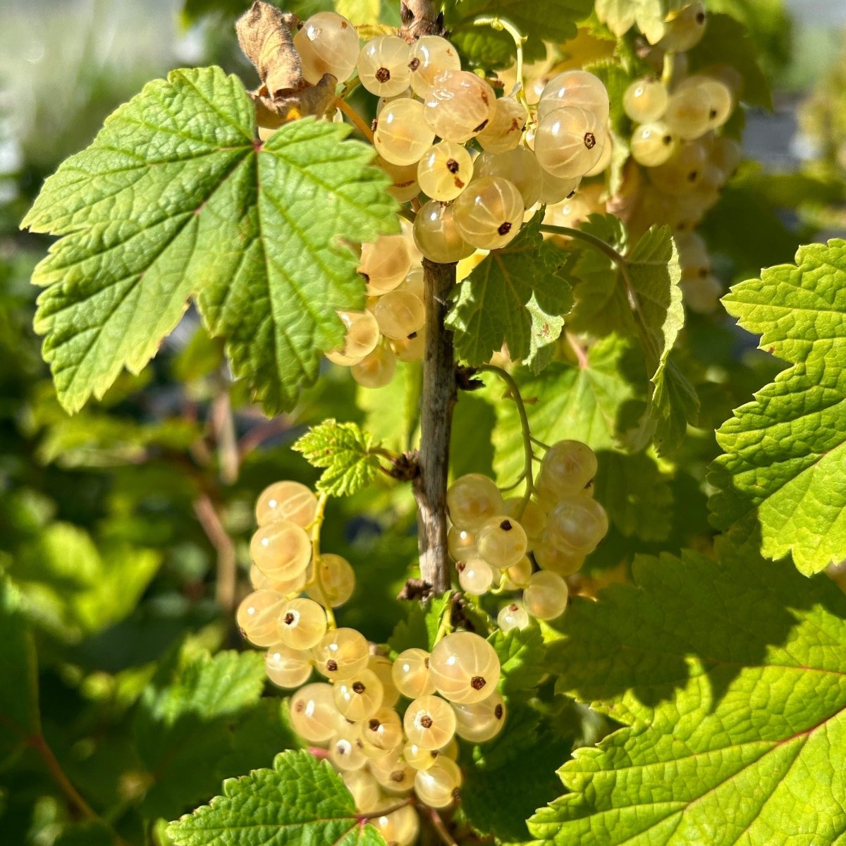 Pearl White Currant Cutting - Dingdong's Garden