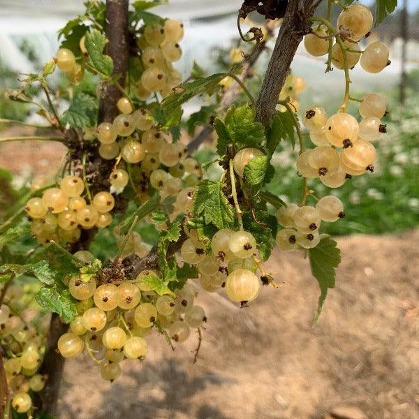 Pearl White Currant Cutting