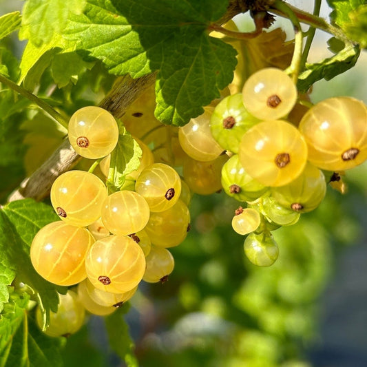 Pearl White Currant Cutting - Dingdong's Garden