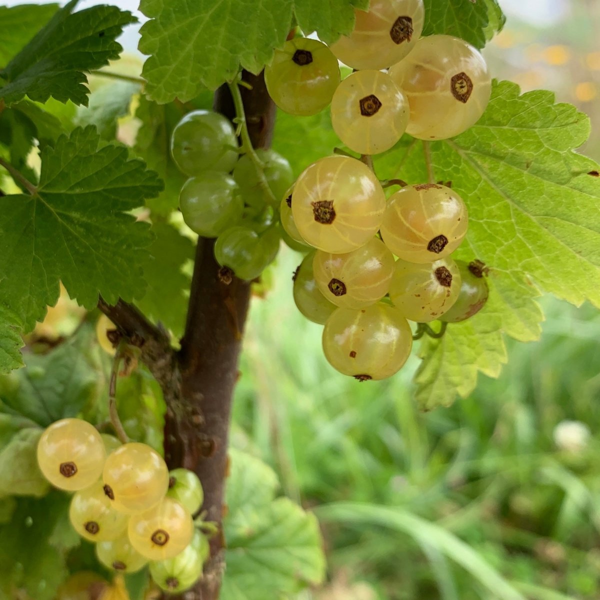Pearl White Currant Cutting - Dingdong's Garden