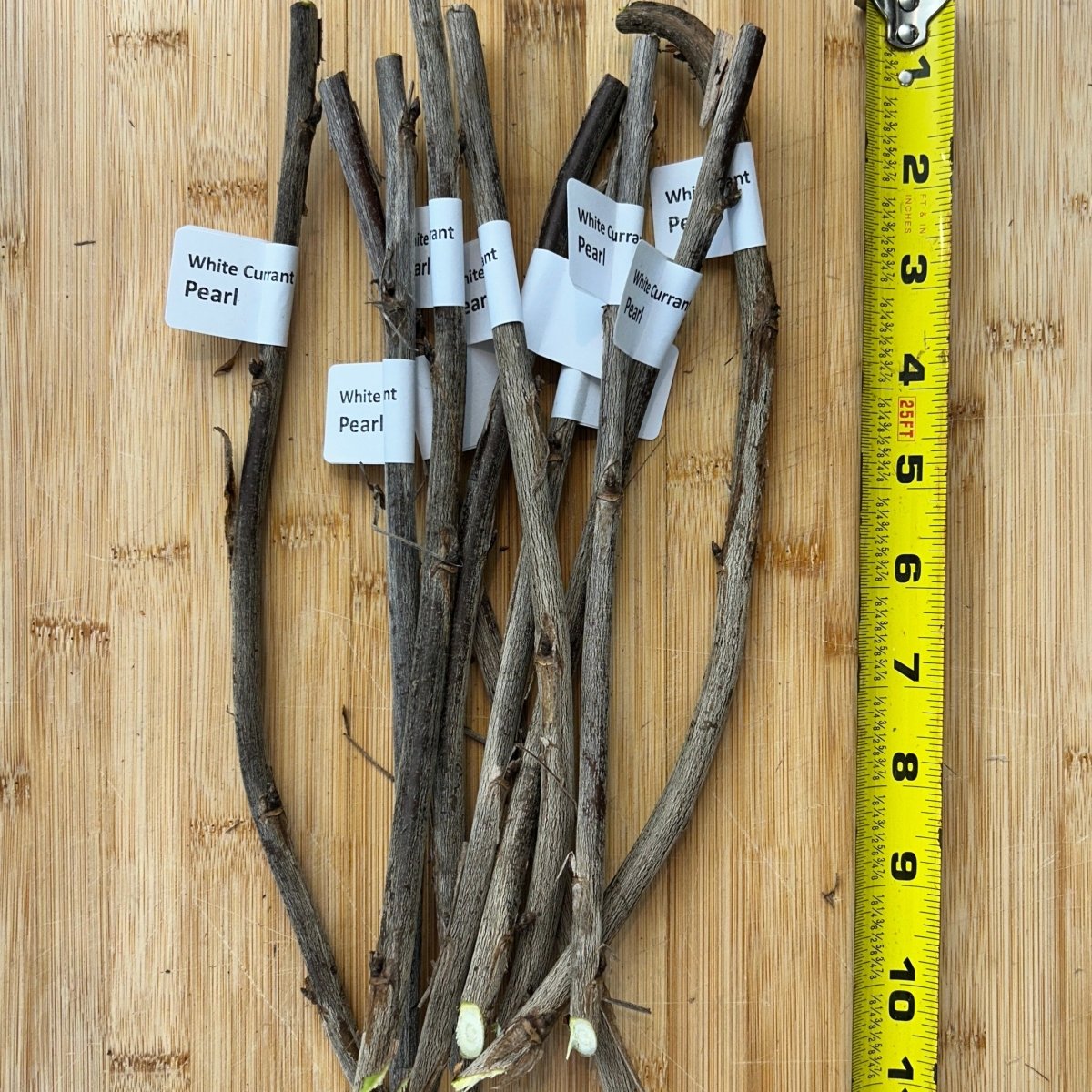 Pearl White Currant Cutting - Dingdong's Garden