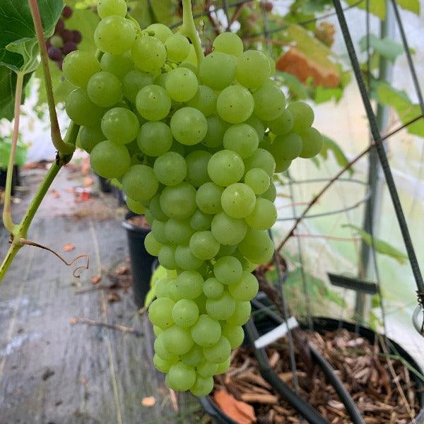 Perlette Table Grape Cutting - Dingdong's Garden