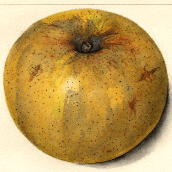 Perry Russet Apple 4x6 Decorative Card - Dingdong's Garden