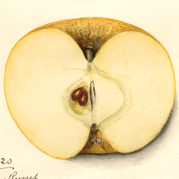 Perry Russet Apple 4x6 Decorative Card - Dingdong's Garden