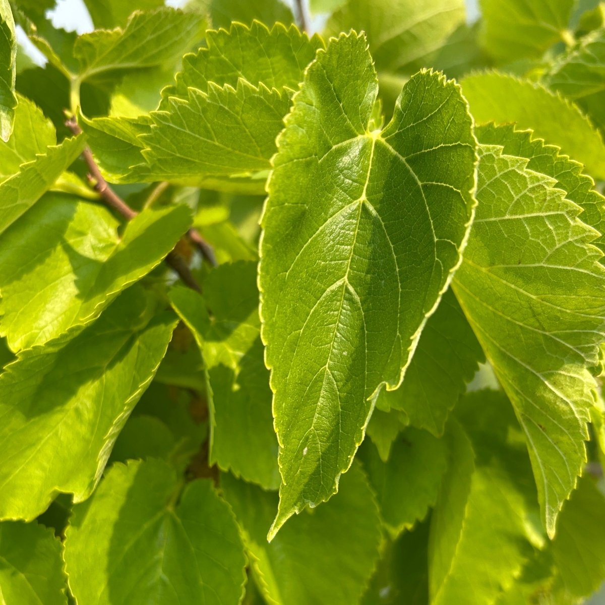 Persian Mulberry Cutting - Dingdong's Garden