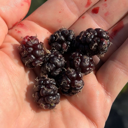 Persian Mulberry Cutting - Dingdong's Garden