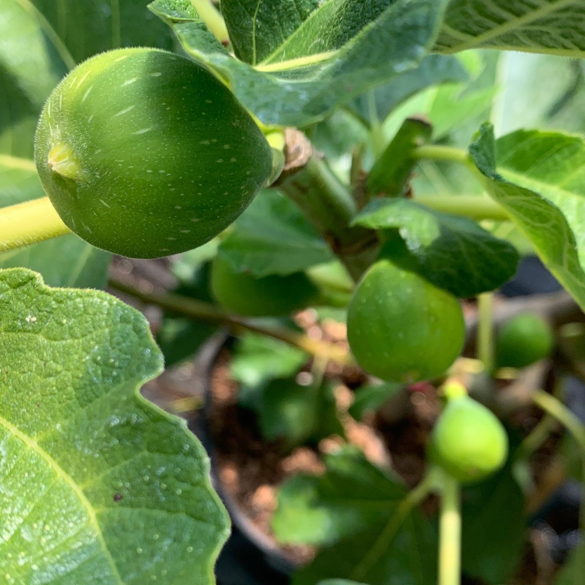 Peters Honey Fig Cutting - Dingdong's Garden